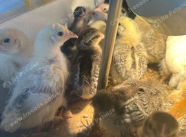3 weeks old chicks