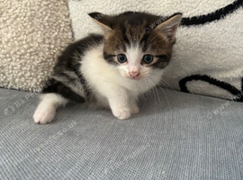 3 kittens