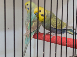 Pair rainbow type