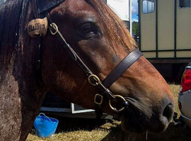 Licensed New Forest Stallion