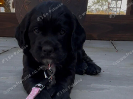 Kc reg  cocker black boy puppy heritary clear