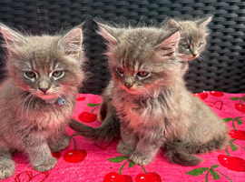 Ragcoon kittens
