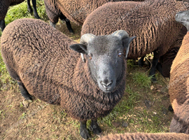 Black Welsh Ram lambs born