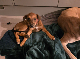 Saluki x Bedlington lurcher