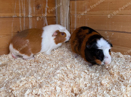 2 adult female guinea pigs pigs