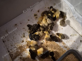 Chinese painted quail chicks x 35
