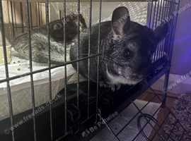 Mother and daughter bonded chinchillas