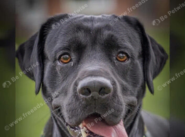 Black Labrador STUD