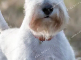 Schnauzer STUD WHITE K C REG