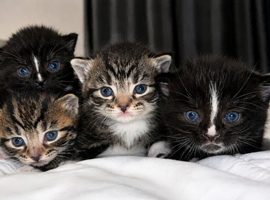 Exceptional Turkish Angora x Kittens in Belper