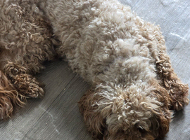 Cockapoo female