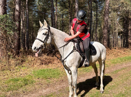 Beautiful 16.2hh Anglo European