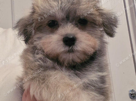 Beautiful litter of mini schnauzer x malshi puppies (mauzers)