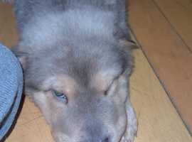Tan Point Bear Coat & Solid Sharpei’s in Grays RM16 on Freeads ...
