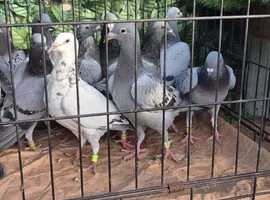 15 Racing Pigeon For Sale in Grimsby on Freeads Classifieds - Pigeons ...