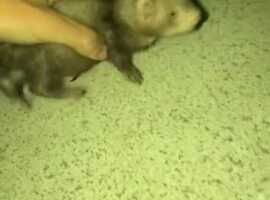 Video