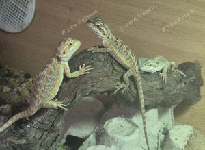 Baby bearded dragons