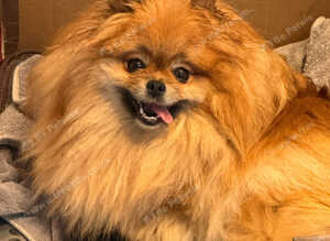 KC reg True teddybear Pom puppies RARE colours!