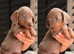 Beautiful Miniature Dachshund Puppies &ndash; Ready to View