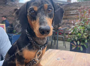 Proven KC Registered Miniature Dapple Daschund Stud