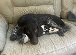 Beautiful Gsp puppies