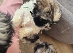 Beautiful litter of shihtzu puppies