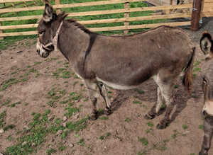 Miniature Mediterranean donkey