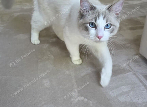 Boy ragdoll 11 months