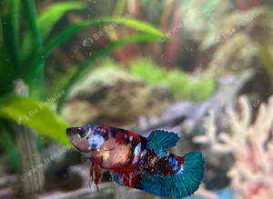 betta fish