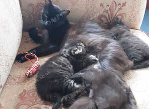 Playful Kittens for sale.  From 35 00 pounds.