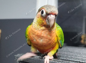 Hand reared male greencheek conures ready to go