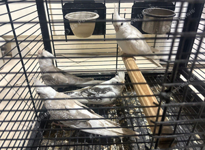 Cockatiels ringnecks bengalese budgies canarys