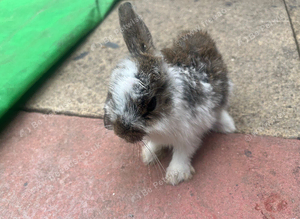 Stunning baby rabbits