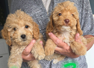 Cockapoo puppy boys