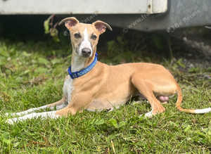 Storms golden boy whippet stud
