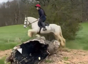 13hh blue and white cob