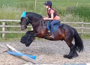 Stunning 13.1hh 9yo black cob gelding.