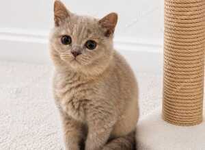 Adorable British Shorthair Kittens