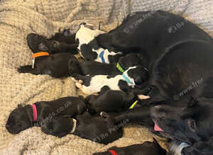 Cocker spaniel puppies