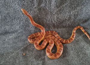 2 corn snakes