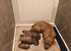 Cane corso X puppies