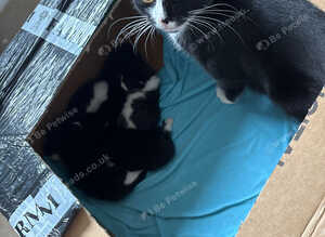 Beautiful Kittens &ndash;black and white kittens  4 Girls & 1 Boy &ndash; Ready from 16th September
