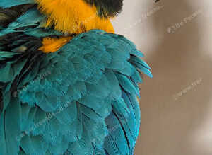 Beautiful young blue and gold Macaw