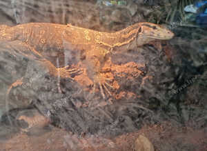 Monitor crossed with a water monitor