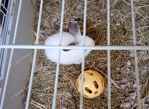 Baby giant checkered bunny's