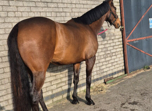 4yo TB mare for sale