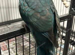 Kakariki