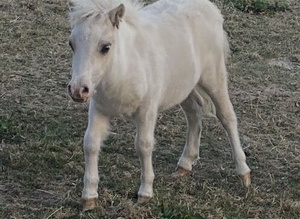 Beautiful SPSBS reg colt foal