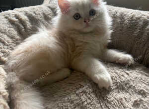 Persian Kittens