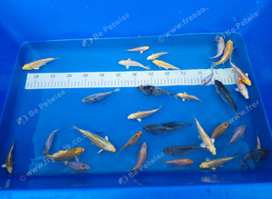 KOI MIXED